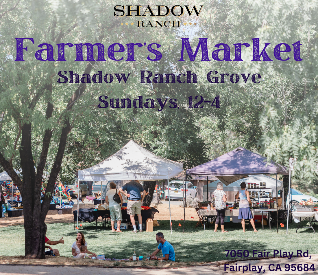 Image of pop up tents in grassy area under trees. Family sitting on picnic blanket in foreground. Text reads Farmer's Market Shadow Ranch Grove Sundays 12-4. 7050 Fairplay Rd, Fair Play CA 95684